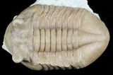 Asaphus Punctatus Trilobite - Russia #45987-3